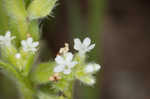 Spring forget-me-not